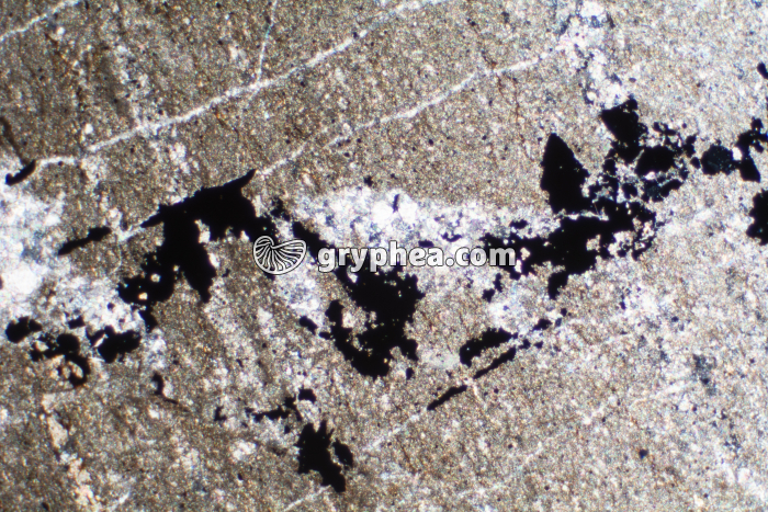 Schiste bitumineux LPA x10 - gryphea.org